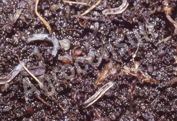 Ziemiórka larwy (Pleniówka) – zwalczanie
