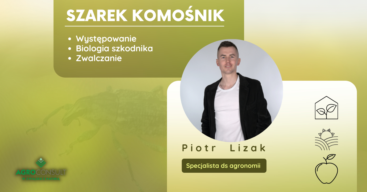 SZarek komośnik - autor: Piotr Lizak