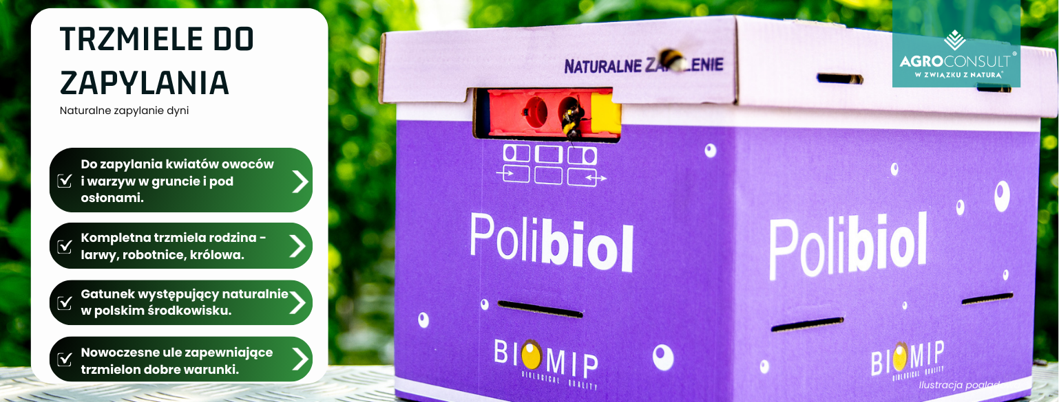 Trzmiele do zapyalania