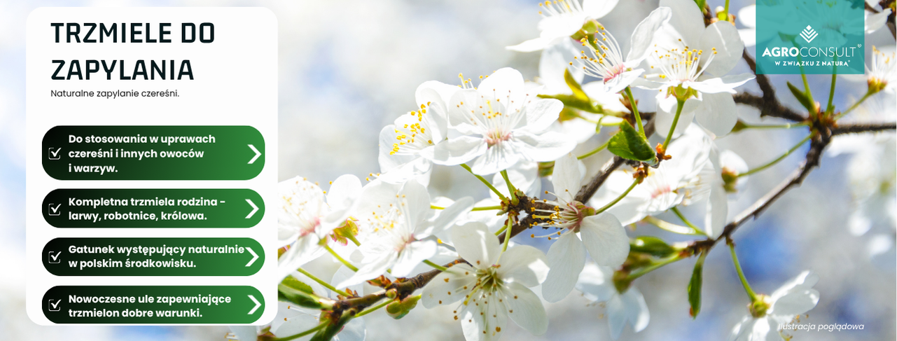 Trzmiele do zapylania czereśni. Zapylanie czereśni. 

Kwiaty czereśni - tekst - trzmiele do zapylania czereśni. Naturalnie występujący w Polsce gatunek. Dostarczany w nowoczesnych ulach.