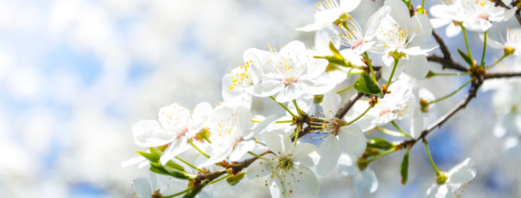 Zapylanie czereśni - trzmiele do zapylania czereśni.